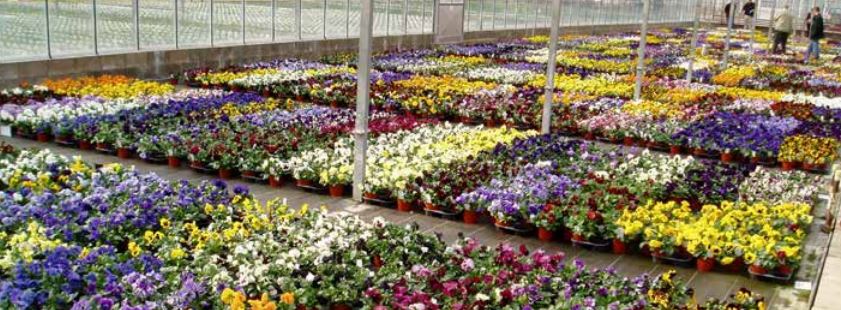 A range of pansy varieties in commercial production